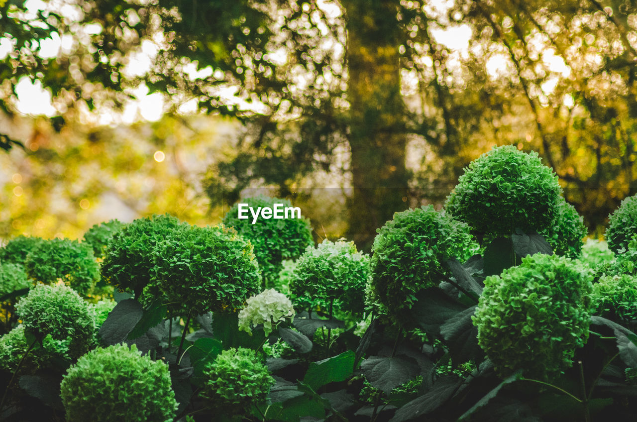 Close-up of fresh green plants against trees