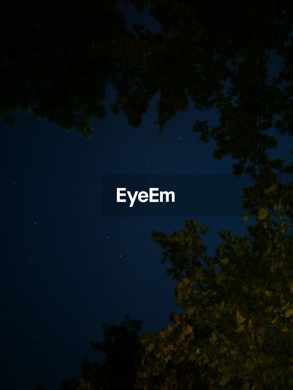 LOW ANGLE VIEW OF TREES AT NIGHT