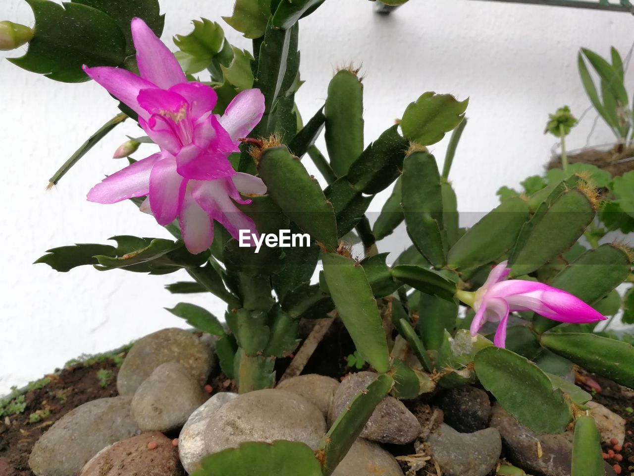 CLOSE-UP OF FRESH PINK FLOWERS BLOOMING OUTDOORS