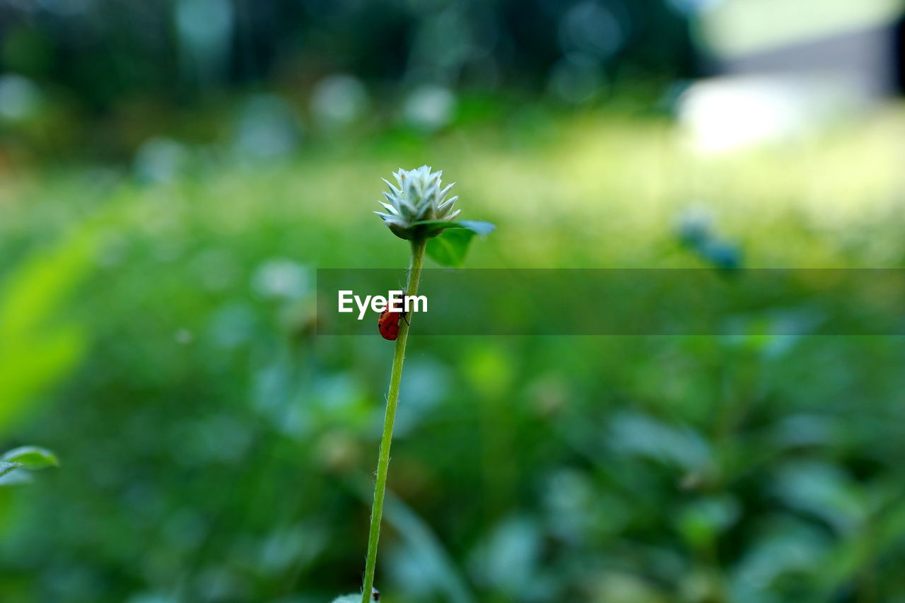 Ladybug on a white clover flower closeup