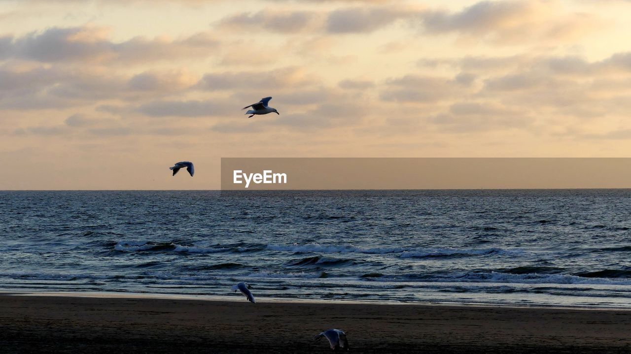 VIEW OF BIRDS FLYING OVER SEA