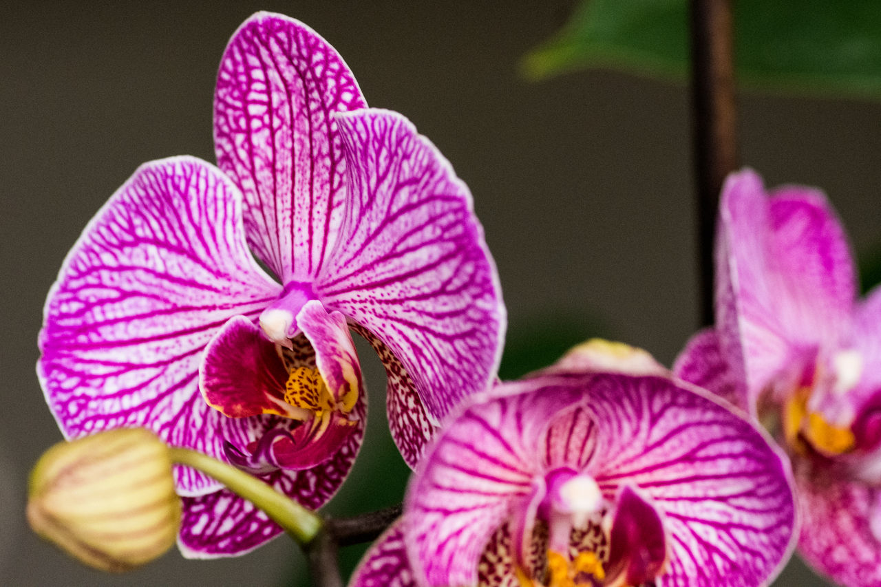CLOSE-UP OF PURPLE ORCHIDS