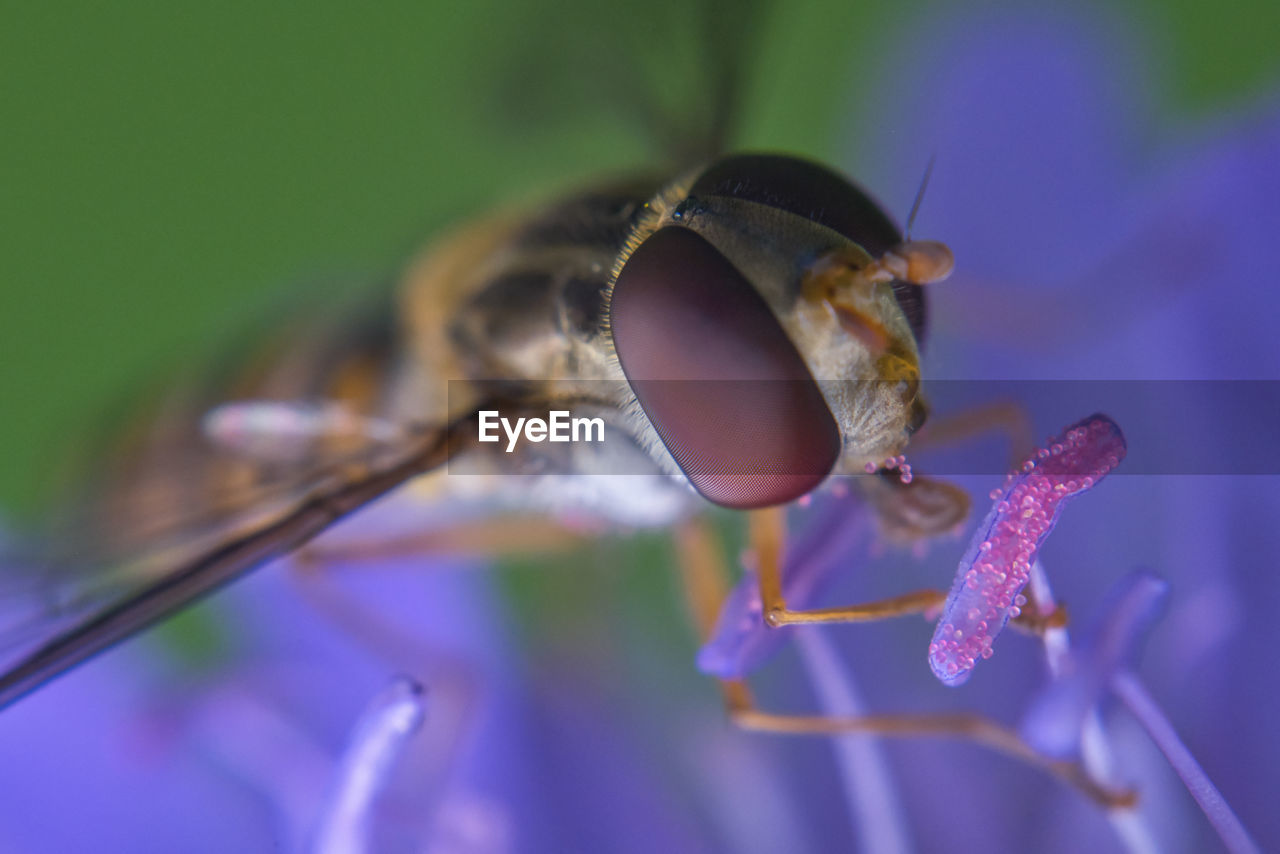 animal themes, animal, animal wildlife, one animal, insect, close-up, macro photography, macro, wildlife, nature, magnification, flower, animal body part, beauty in nature, extreme close-up, animal wing, eye, plant, fly, no people, focus on foreground, animal eye, selective focus, purple, flowering plant, petal, animal antenna, outdoors, fragility, lap dog, water, animal head, plant stem