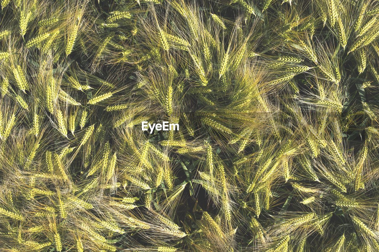 Full frame shot of wheat field