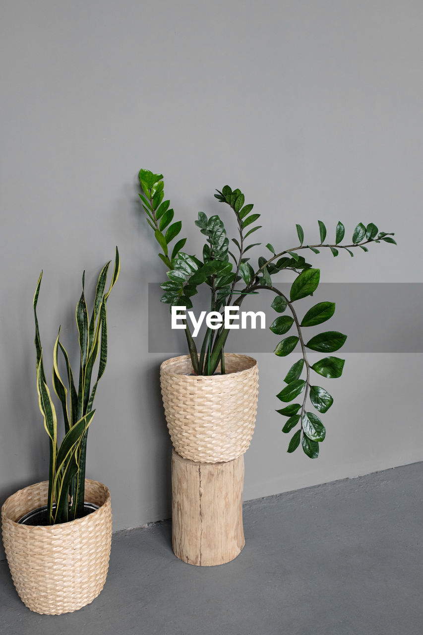Sansevieria and zamioculcas in flower pots in a room against a gray wall. botany home garden