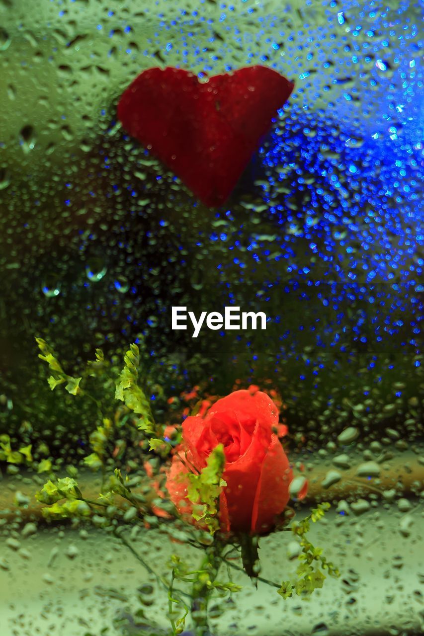 CLOSE-UP OF RED FLOWER WITH WATER