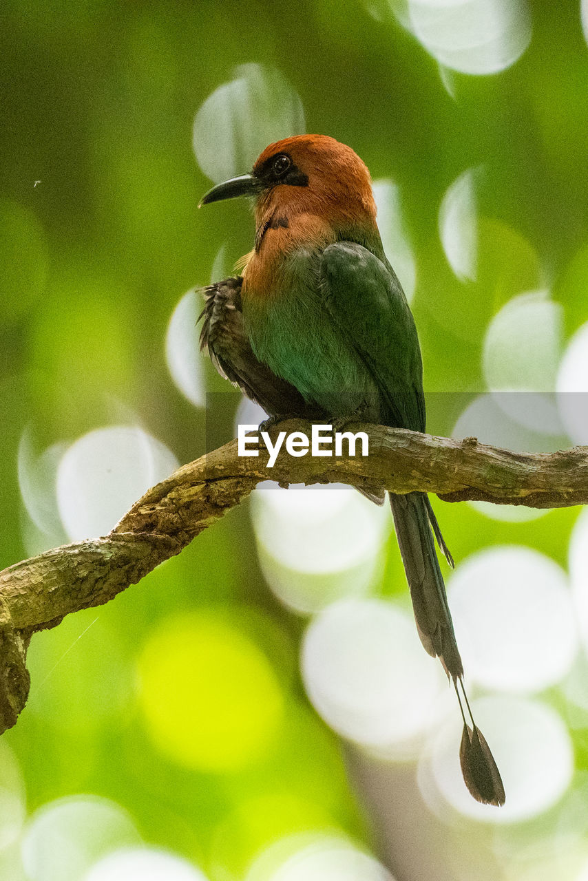 animal themes, animal, bird, animal wildlife, wildlife, one animal, branch, tree, beak, perching, green, plant, nature, beauty in nature, no people, close-up, outdoors, full length, environment, focus on foreground