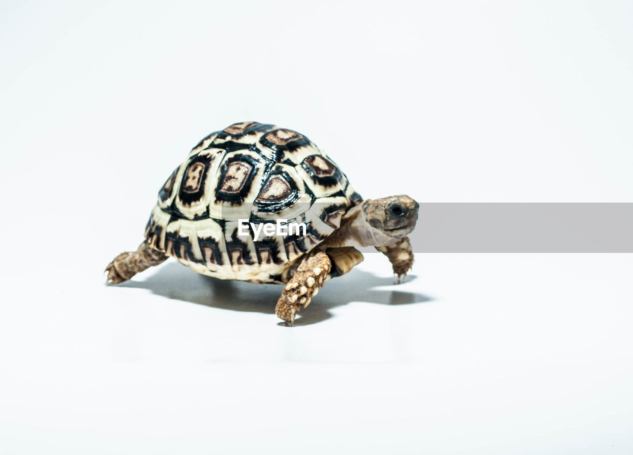 Side view of tortoise walking over white background