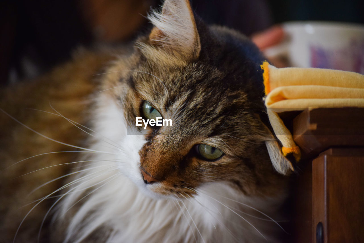 CLOSE-UP OF CAT LOOKING AWAY