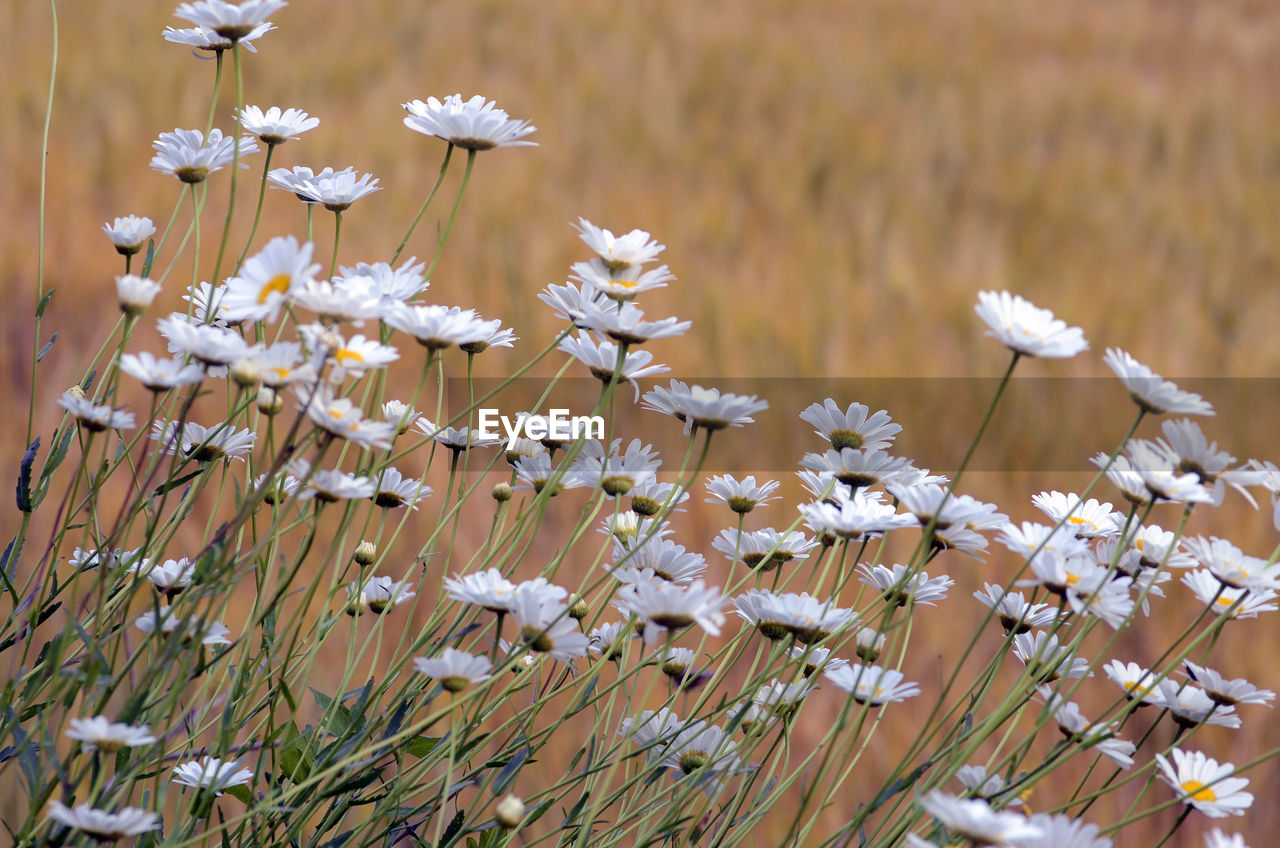 CLOSE-UP OF WHITE FLOWERING PLANTS GROWING ON FIELD