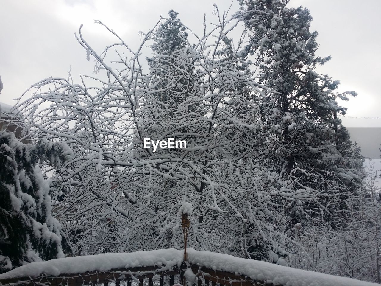 LOW ANGLE VIEW OF SNOW COVERED TREES