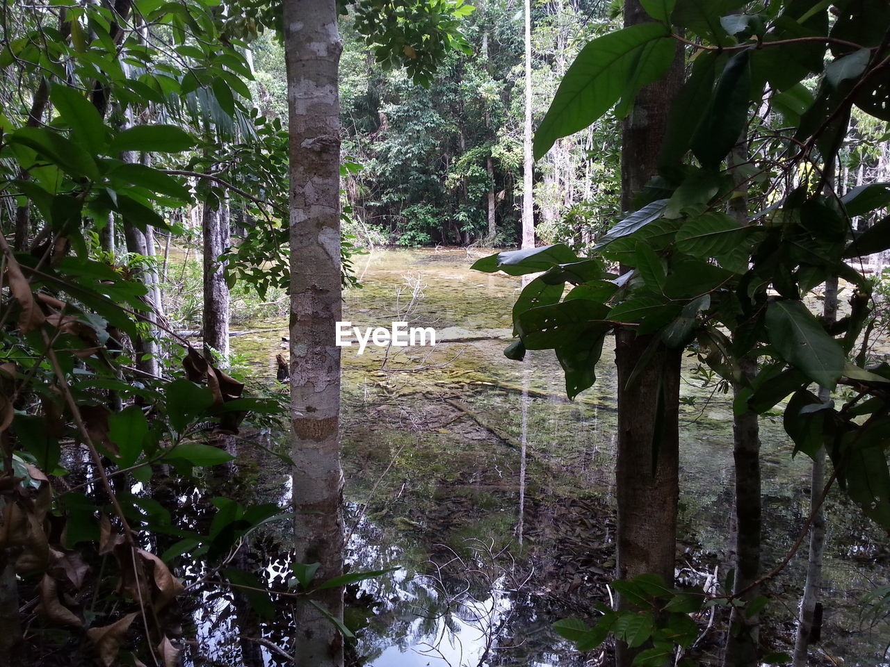 TREES AND PLANTS GROWING ON LAND