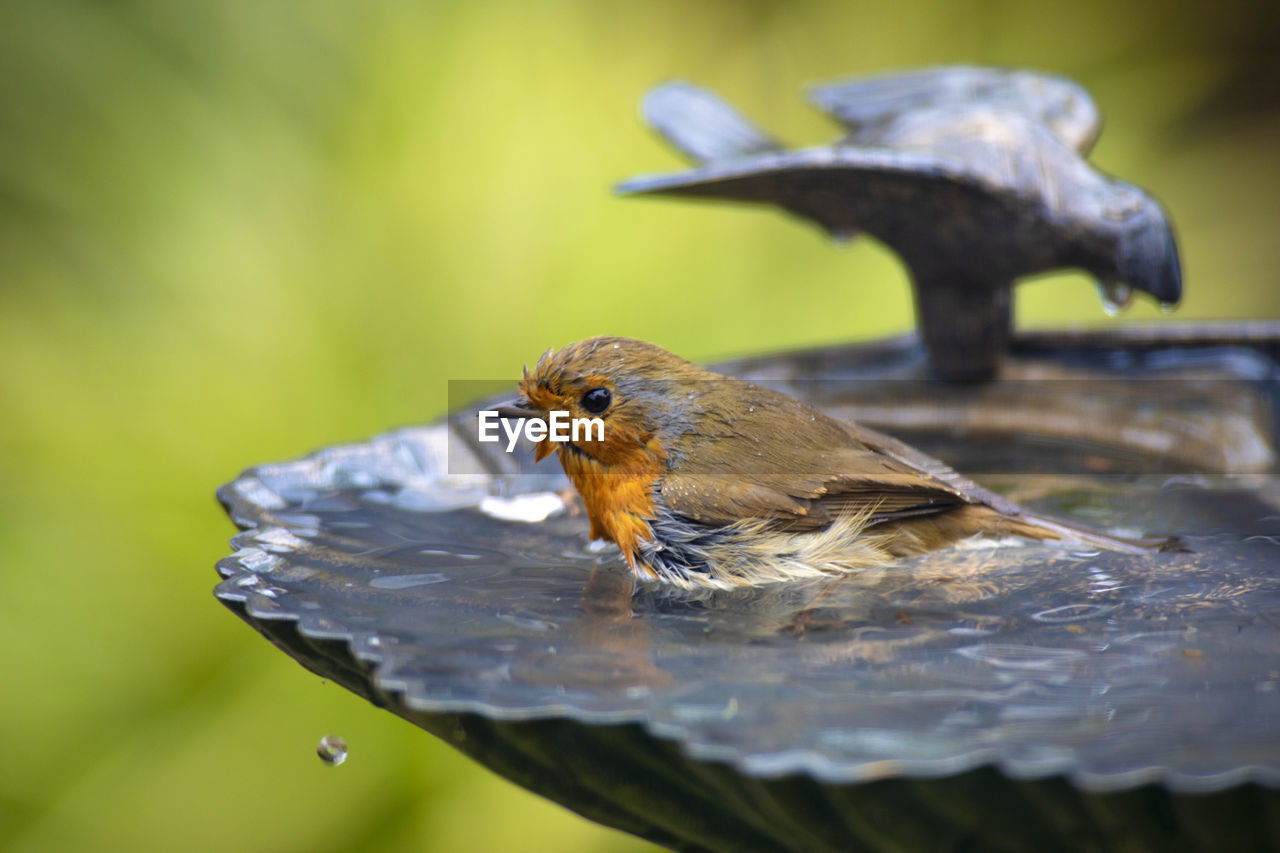 CLOSE-UP OF A BIRD PERCHING ON A LAKE