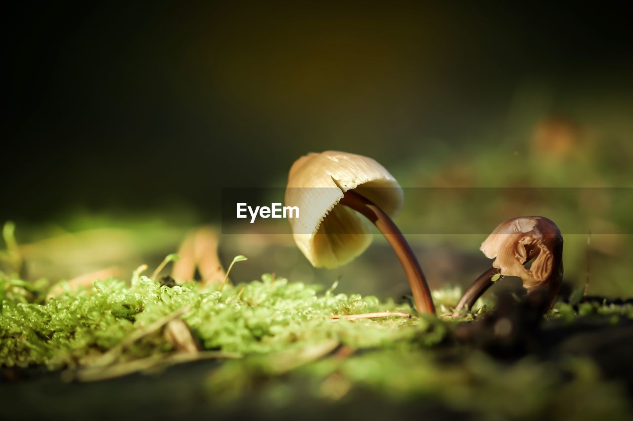 CLOSE-UP OF MUSHROOMS ON FIELD