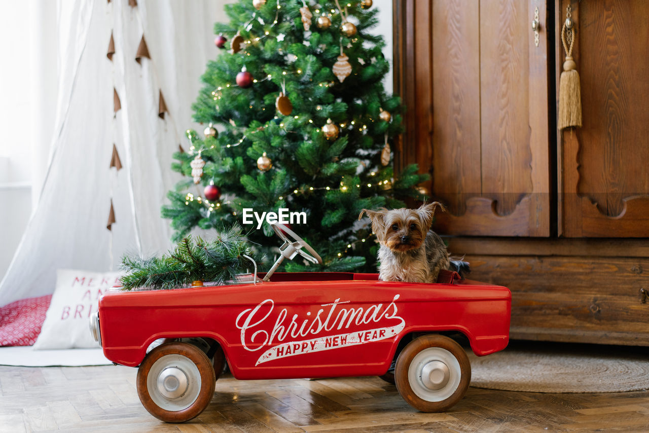 A yorkshire terrier sits in a red toy car decorated for christmas. new year's card with a dog