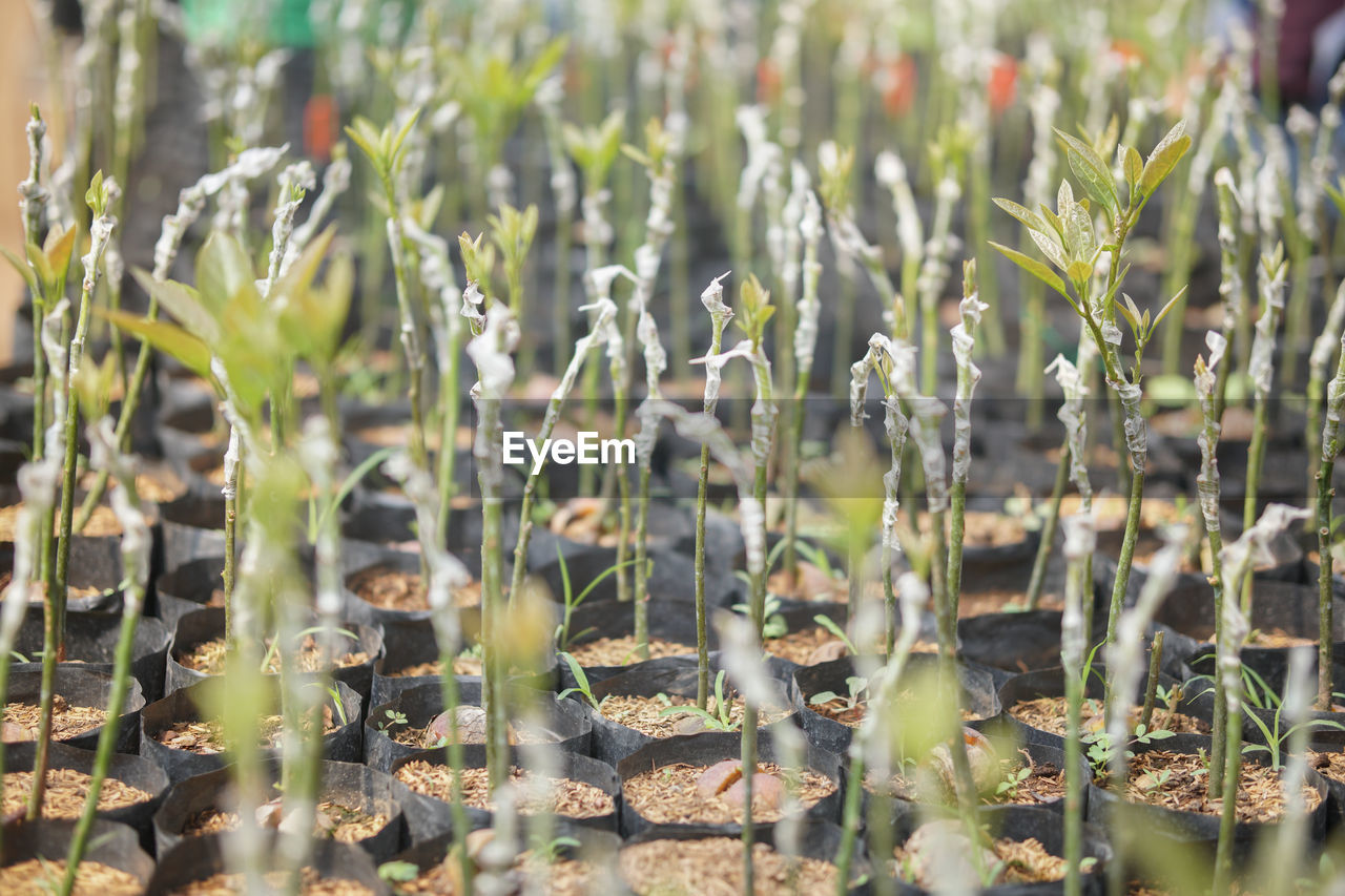 CLOSE-UP OF PLANTS ON FIELD