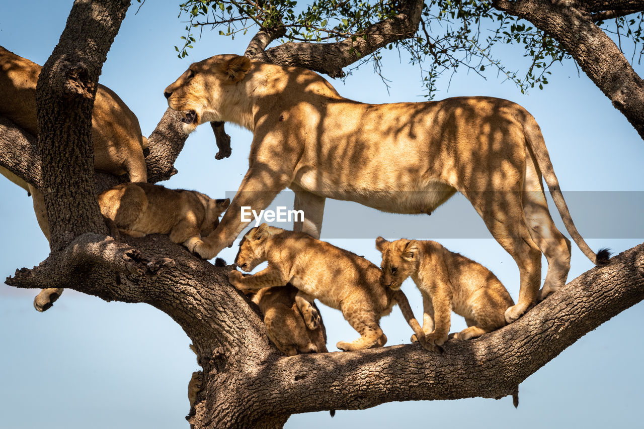 Lioness stands with four cubs in tree