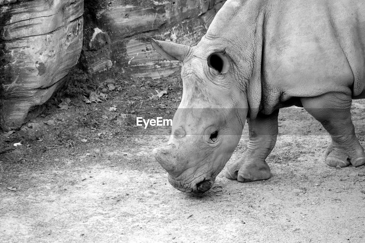 High angle view of rhinoceros grazing on field at zoo