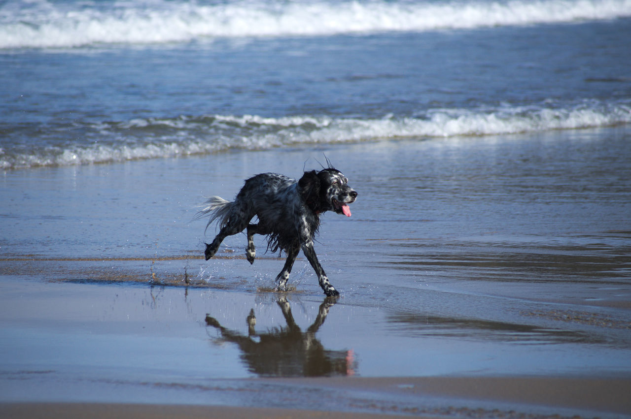 Wet dog running on shore at beach