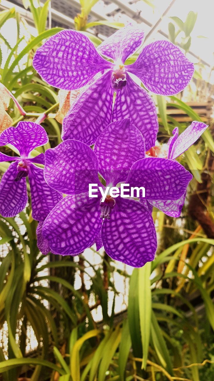 CLOSE-UP OF PURPLE FLOWERS