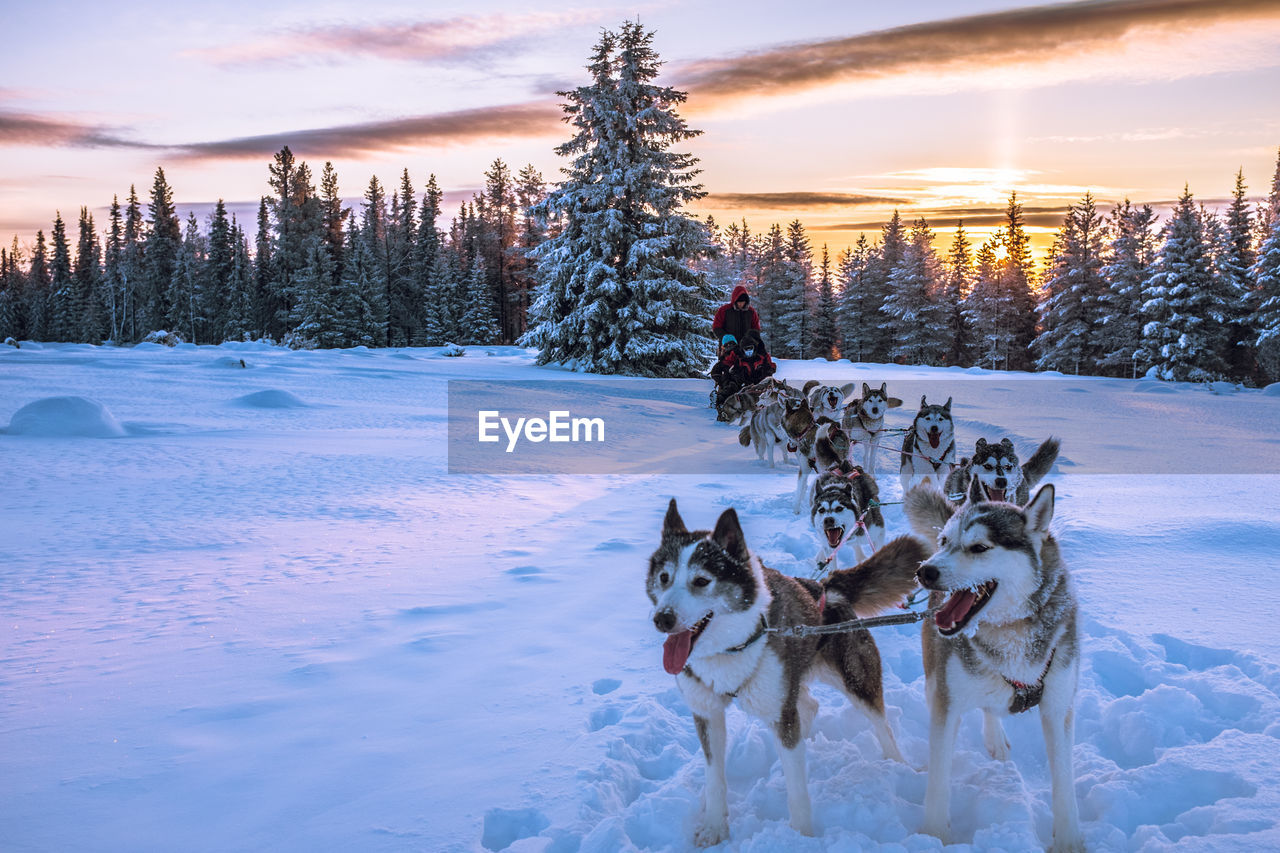 Dogs pulling sled on snow covered field against sky during sunset