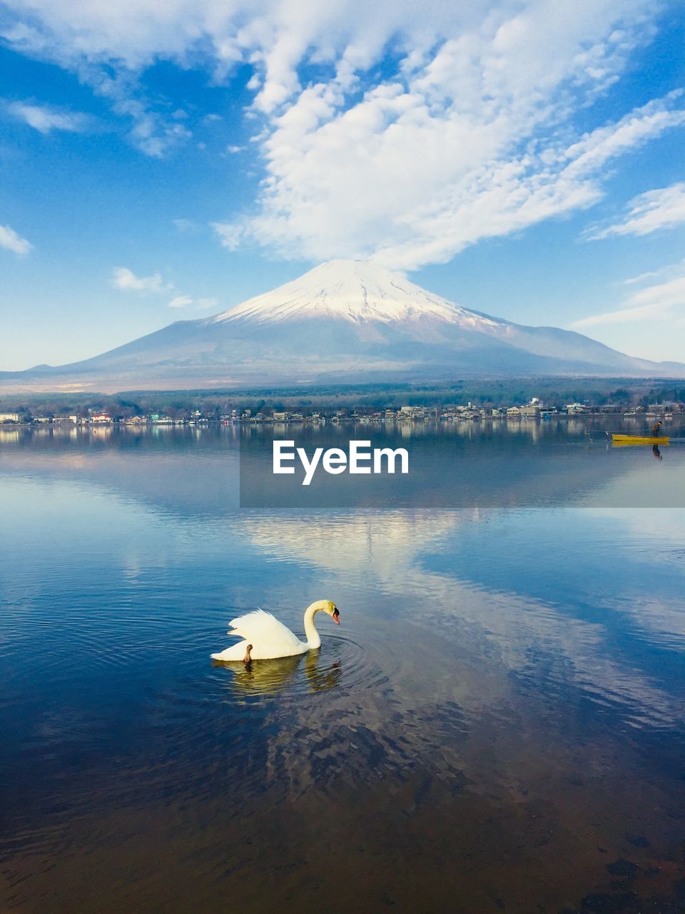 SWANS SWIMMING IN LAKE