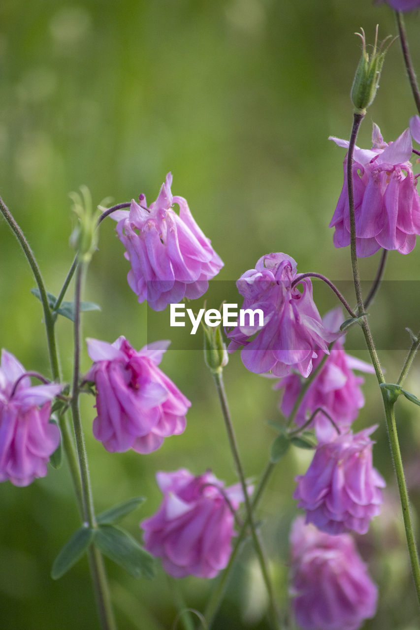 CLOSE-UP OF PINK FLOWERING PURPLE FLOWERS