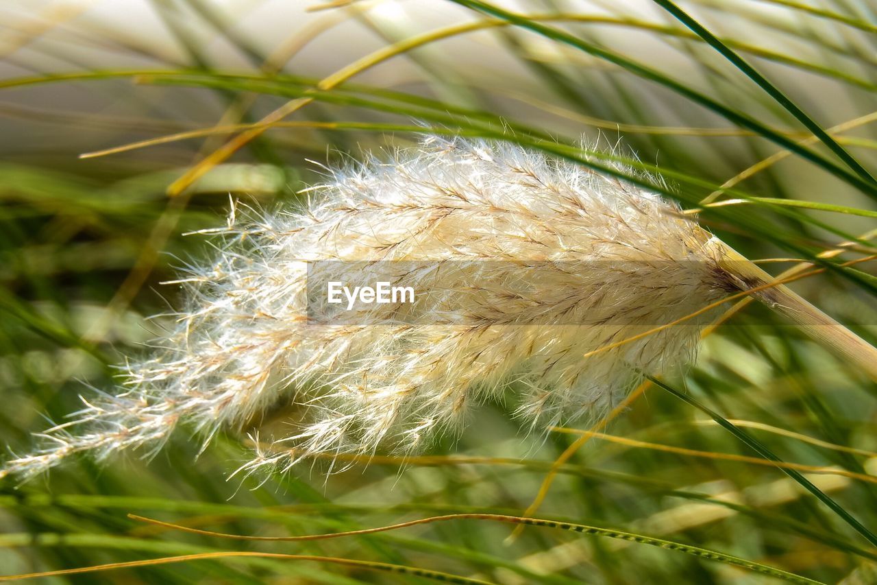 Close-up of dandelion on field