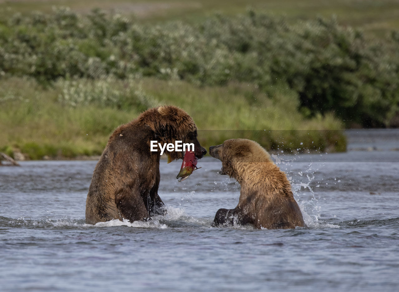 Two brown bears stand in shallow river and fight over a caught king salmon