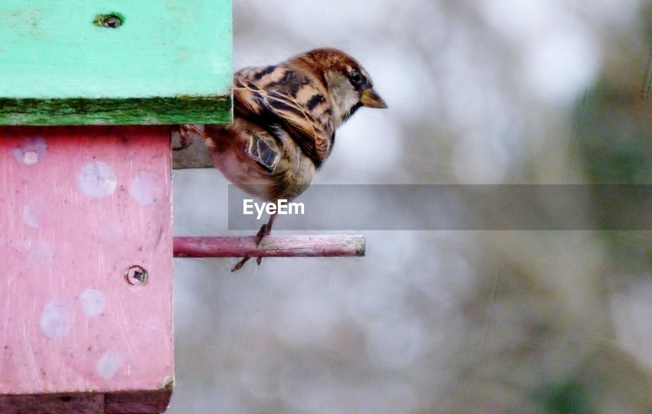 Close-up of bird perching outdoors