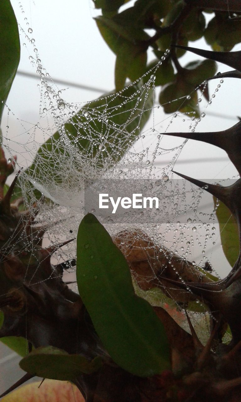 CLOSE-UP OF WATER DROPS ON SPIDER WEB ON PLANT