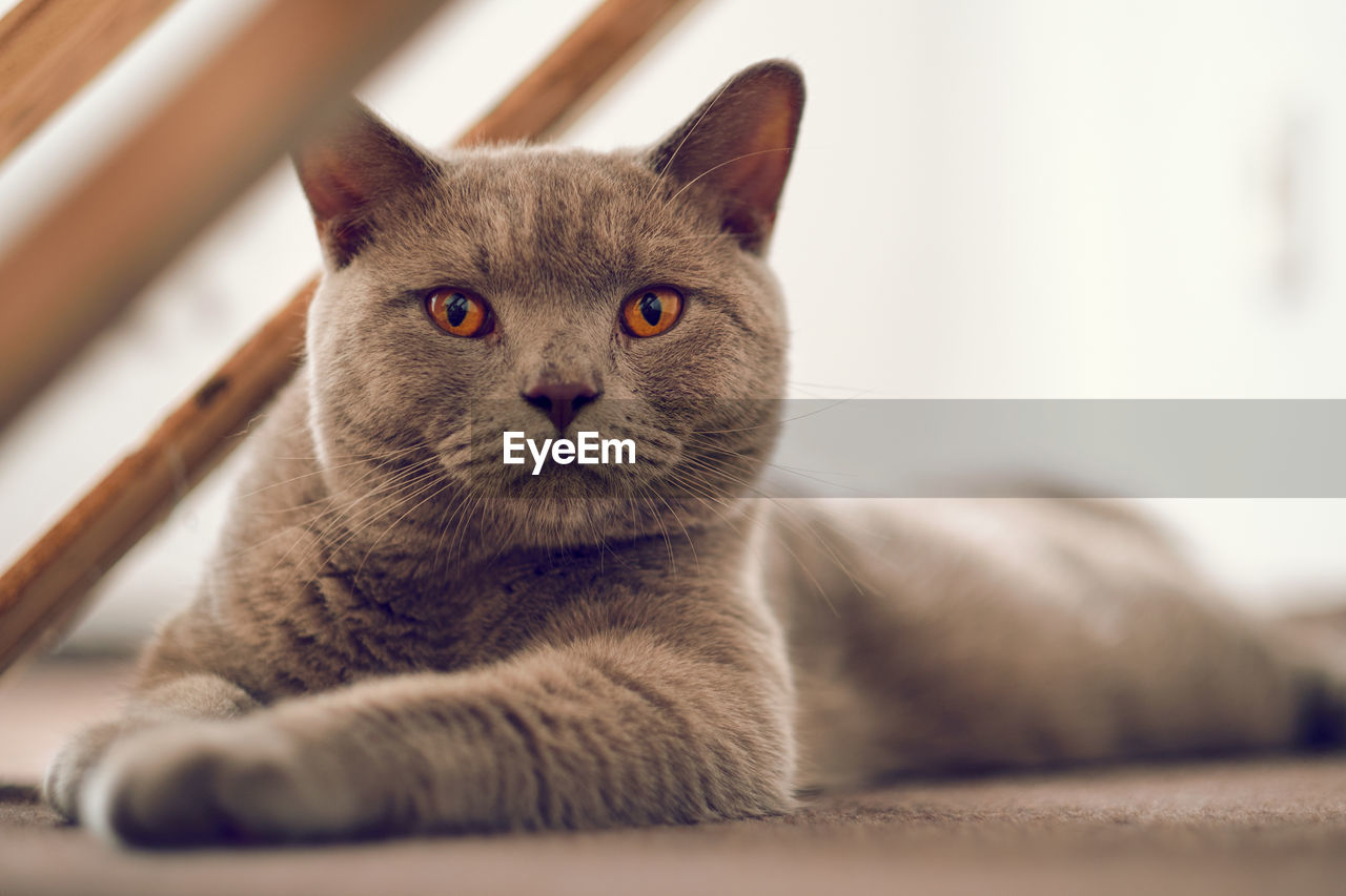 Close-up of a cat lying on floor