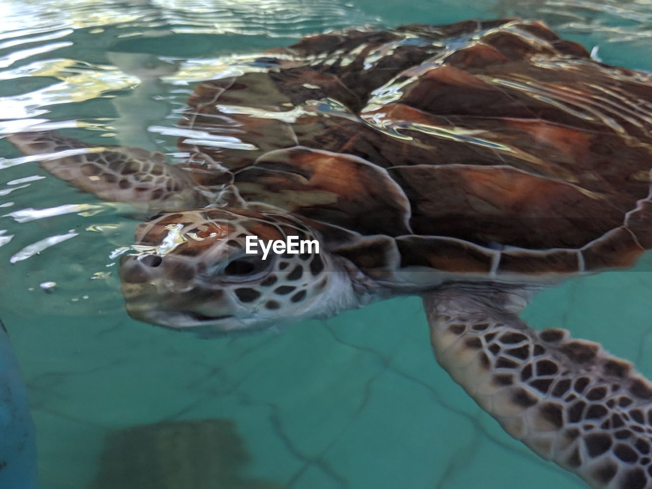 CLOSE-UP OF TURTLE SWIMMING