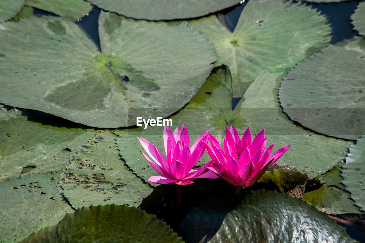 Close-up of lotus water lily in lake