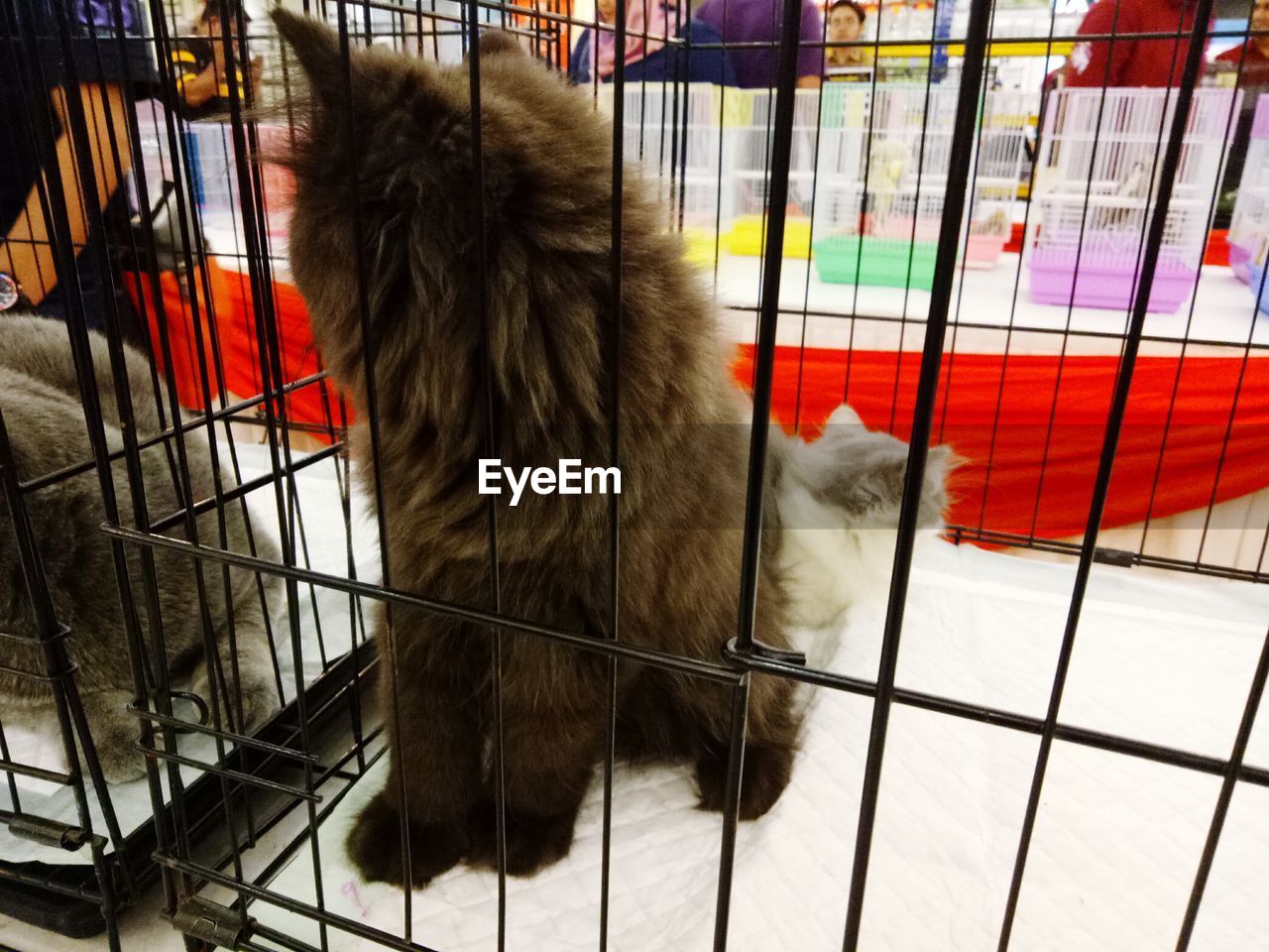 CLOSE-UP OF BROWN CAT IN CAGE