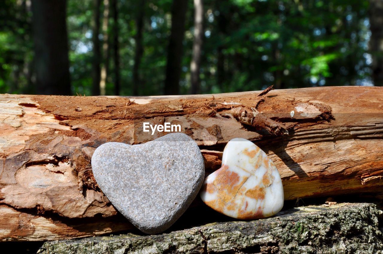 HEART SHAPE ON TREE TRUNK IN FOREST