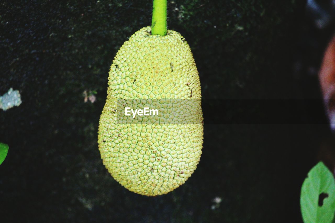 CLOSE-UP OF FRESH GREEN LEAF ON GROUND