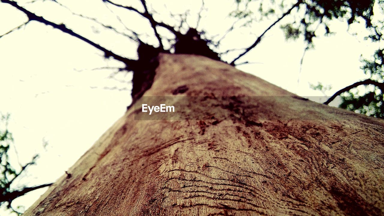 DIRECTLY BELOW SHOT OF TREE TRUNK AGAINST SKY