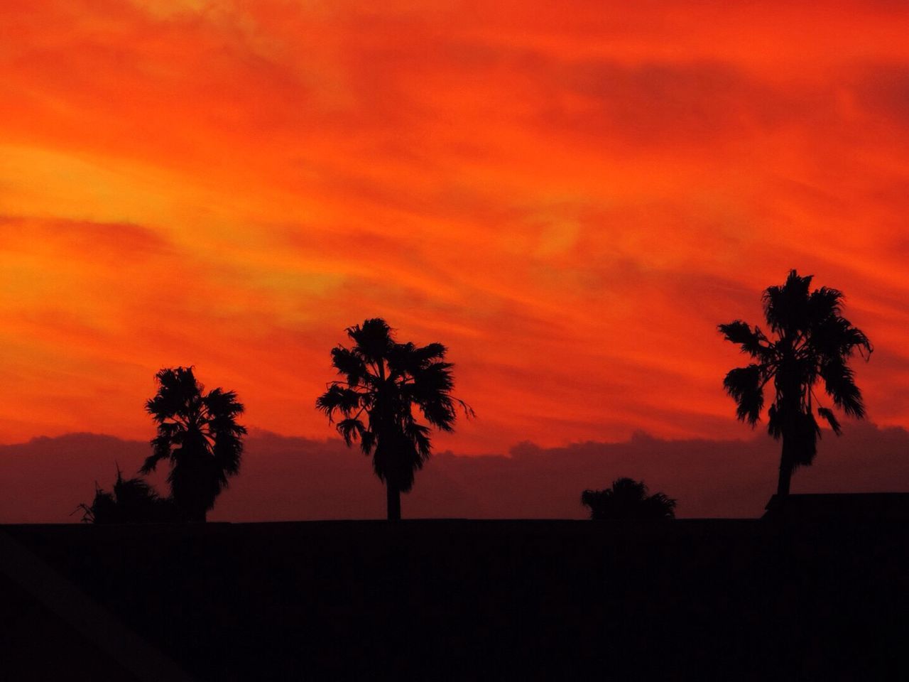 Silhouette of trees at sunset