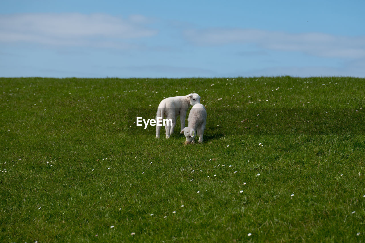 Baby lamb on green grass with blue sky