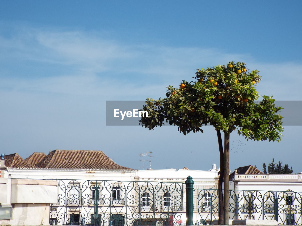 Orange tree by fence against sky