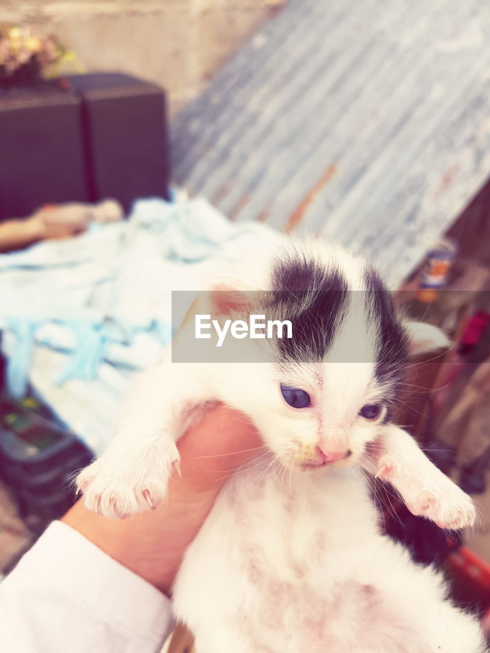 Cropped hand of person holding cat at home