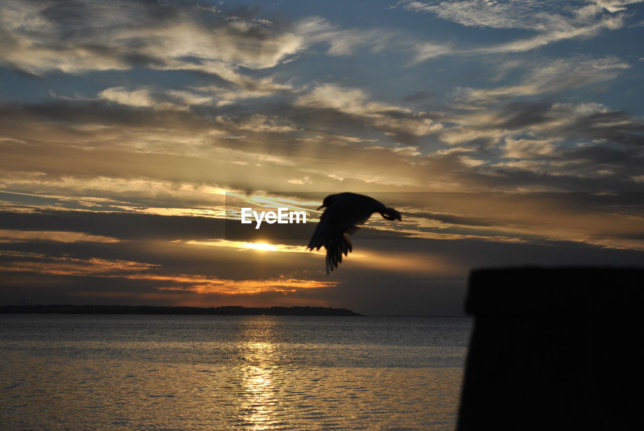 SILHOUETTE BIRD FLYING OVER SEA AGAINST SKY
