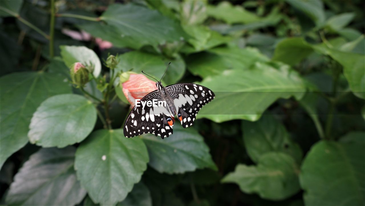 Butterfly on leaves