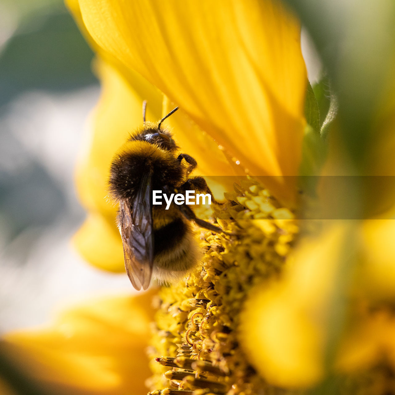 Close-up of bumblebee pollinating on flower