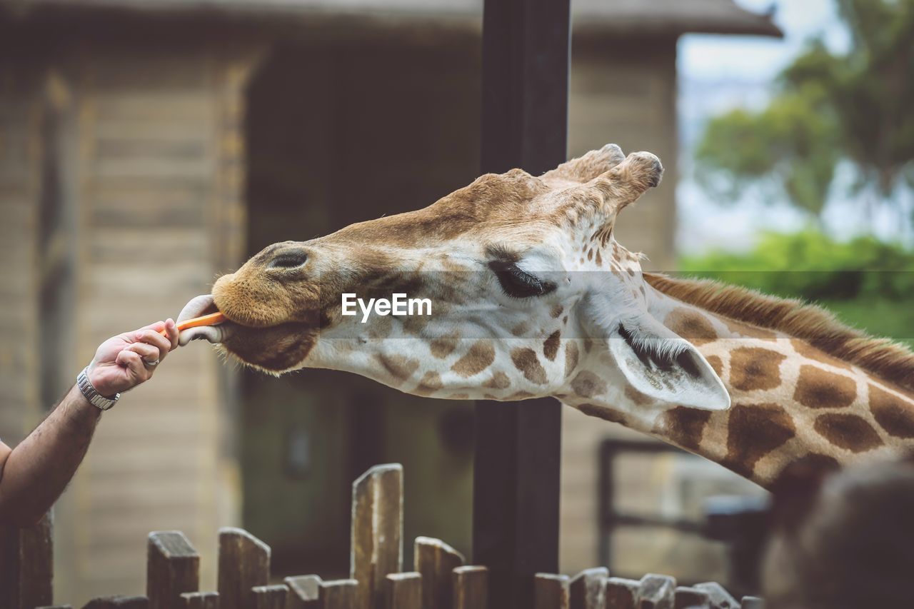 Close-up of hand feeding giraffe at zoo