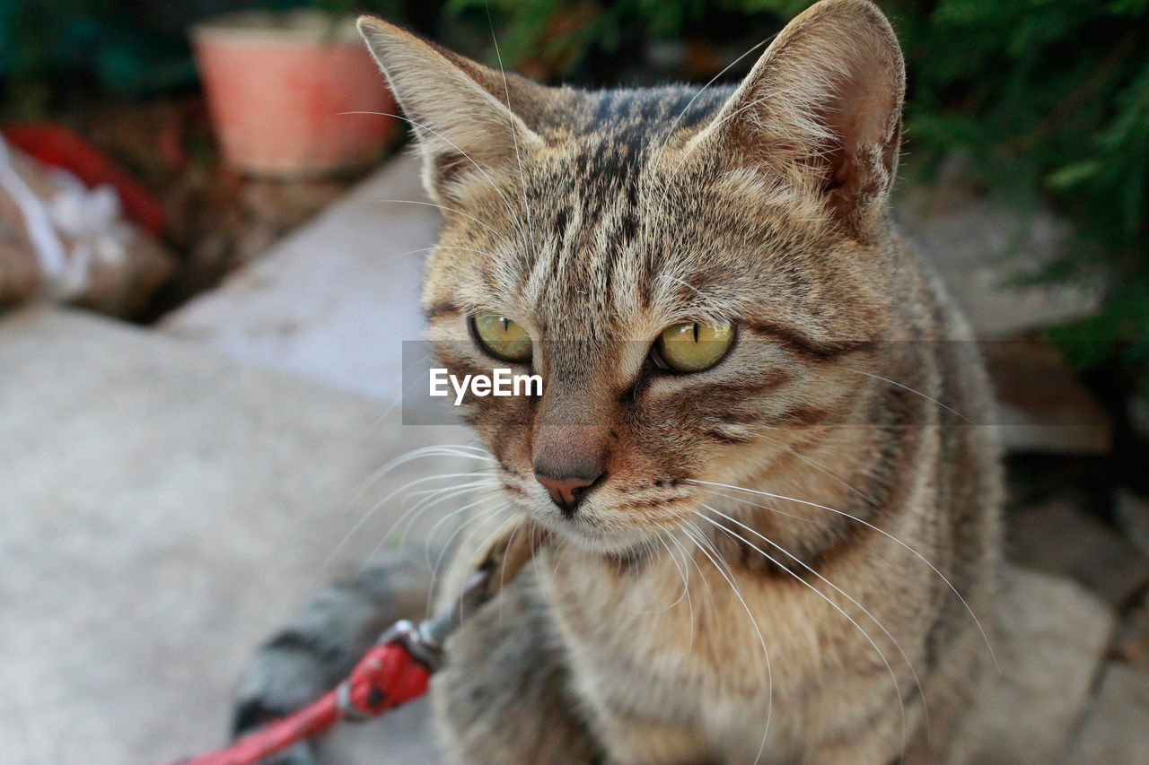 Close-up of cat on footpath