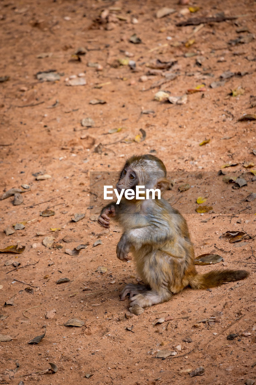 animal, animal themes, animal wildlife, mammal, wildlife, nature, one animal, no people, soil, land, sitting, primate, day, rodent, young animal, high angle view, outdoors, full length, squirrel, brown, monkey, cute