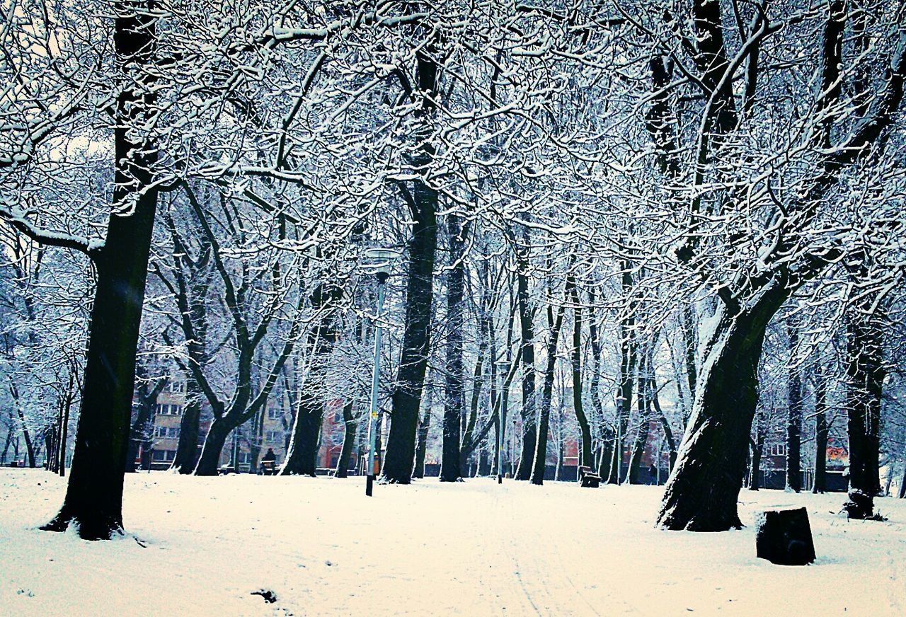 Scenic shot of trees on snow covered landscape