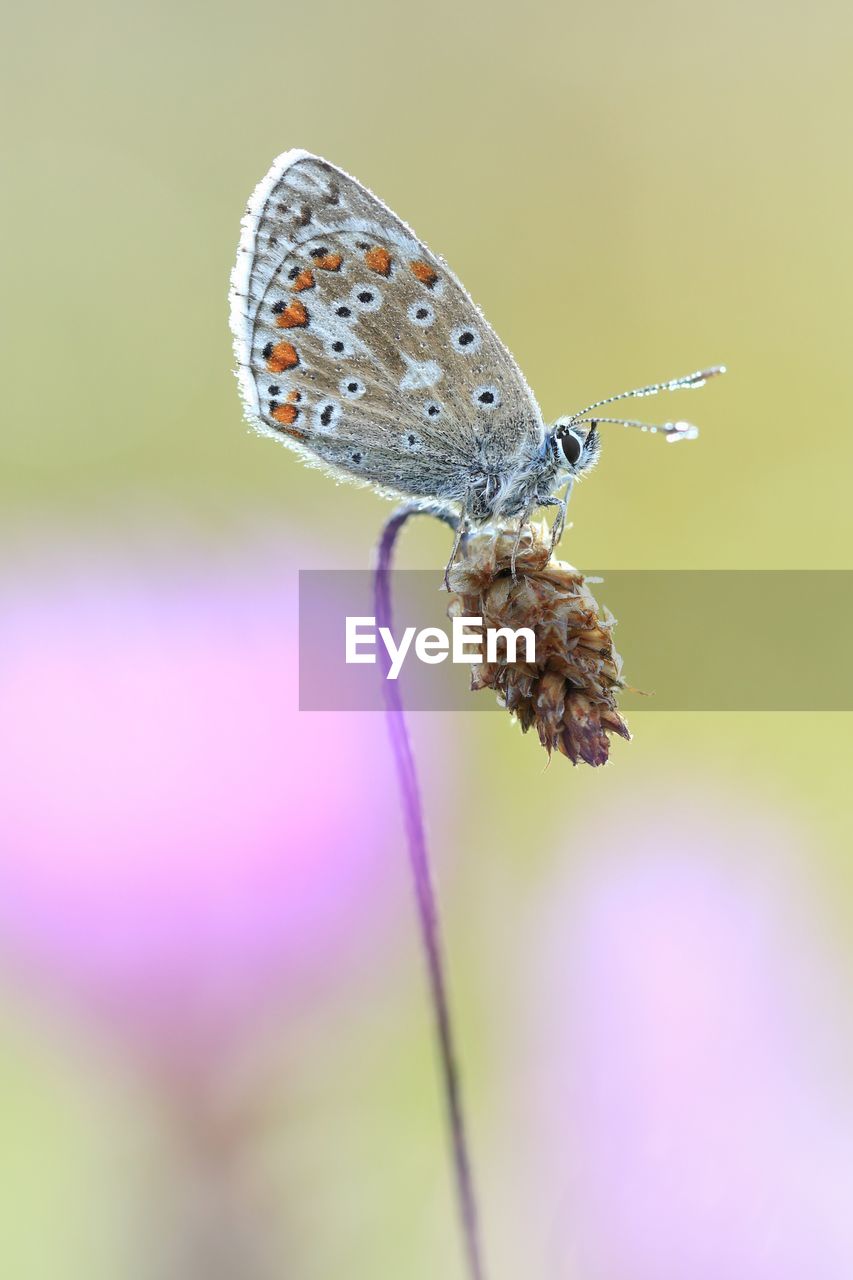 Close-up of butterfly on plant